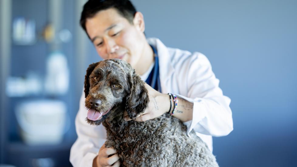 tapeworms in dogs; a dog is examined by his vet.